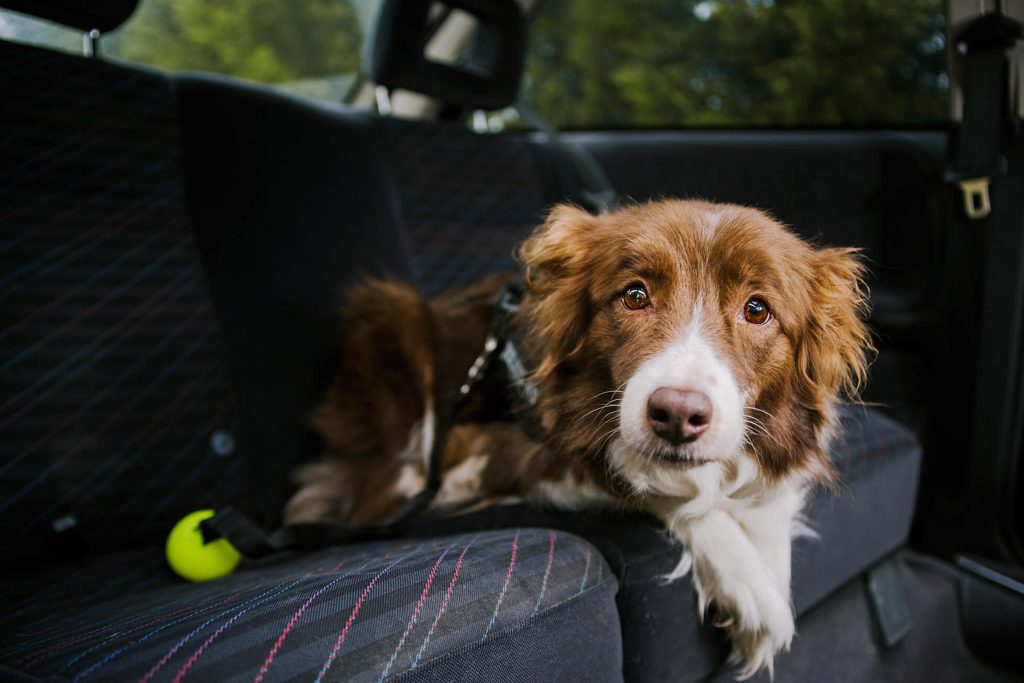 cinturón de seguridad para perros chile todo tipo de perro grande o pequeño