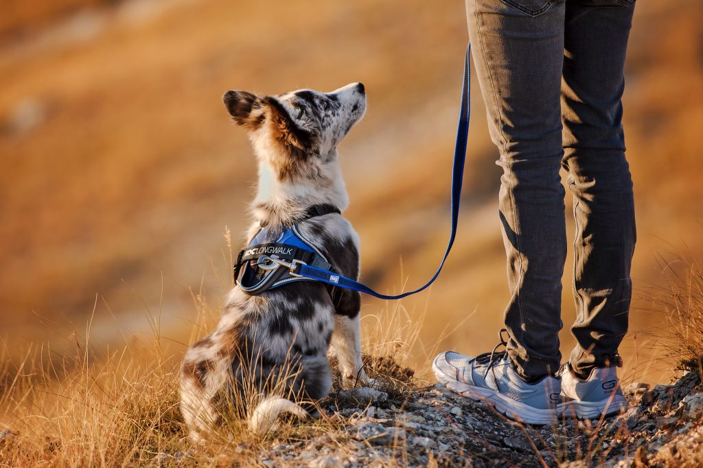 idc longwalk arnés pechera para perros outdoor trekking con perro