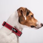 comprar collar para perros julius k9 original colores resistentes ajustables